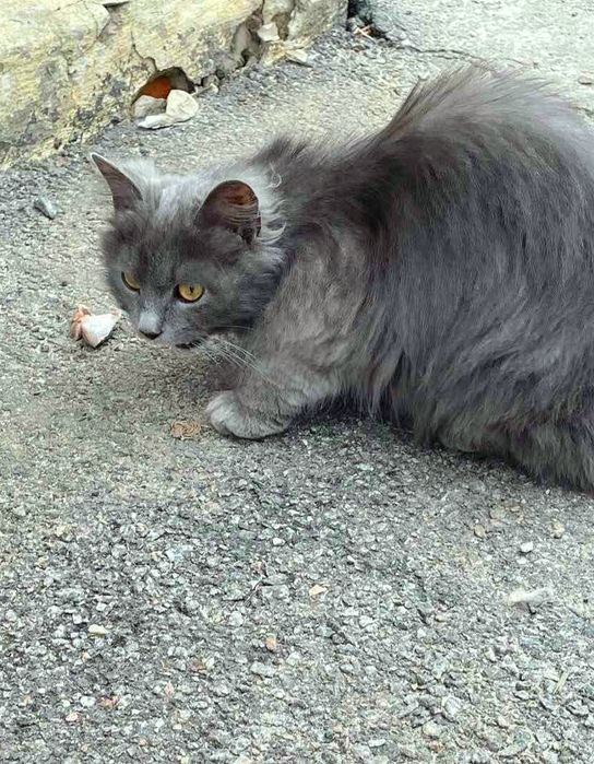 Пушистая дымчатая/пепельная котенок 5 мес. ищет дом! Котята