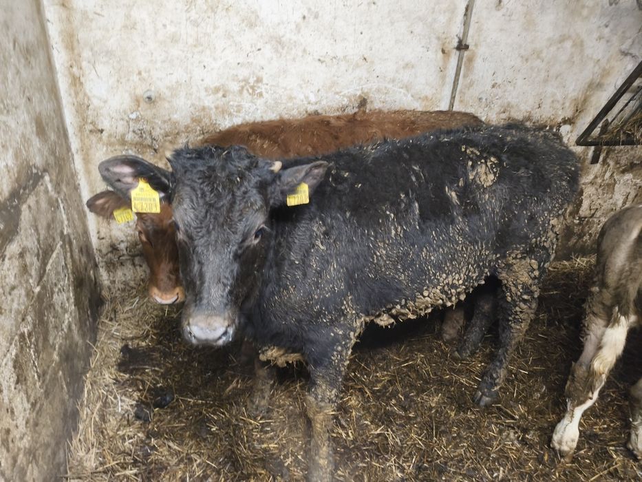 Jałówki MM żarlaki