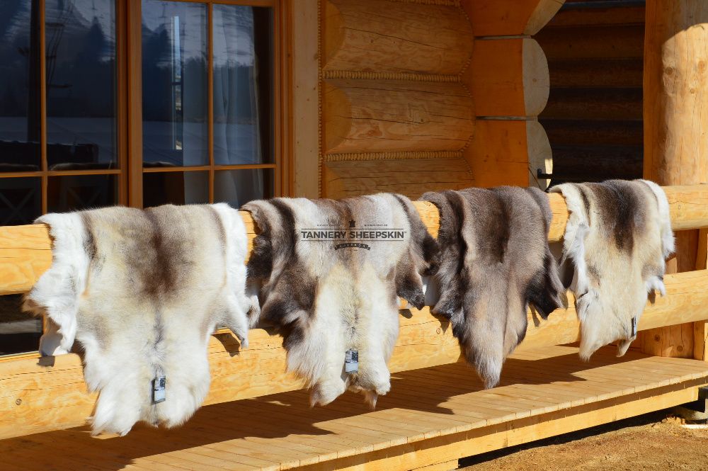 Skóra Naturalna Renifer Skandynawski 130-150cm Skóry z Reniferów