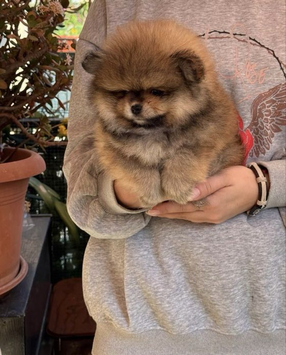 Померанський Шпіц