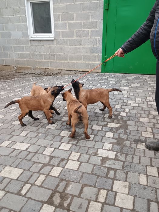 Продам цуценят бельгійської вівчарки