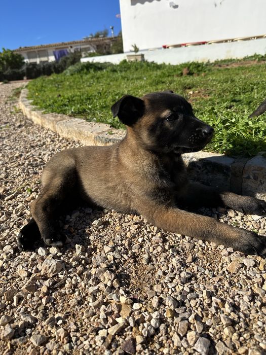 Macho pastor belga malinois