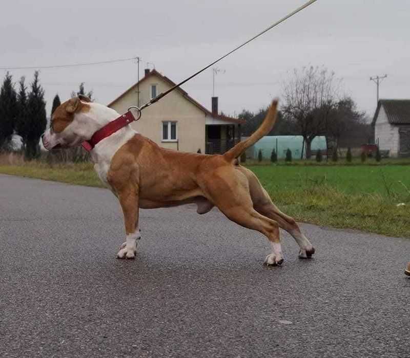 Płowy Goguś, cudny szczeniak Amstaff, z rodowodem FCI