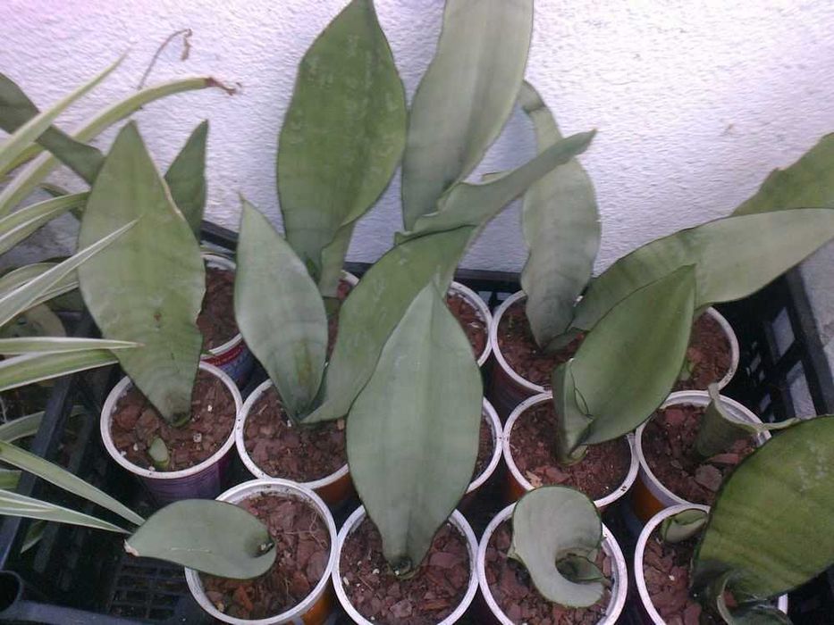 Espadas de São Jorge (planta natural)