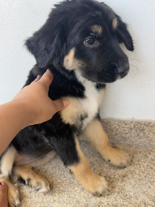 Cão babe para adopção