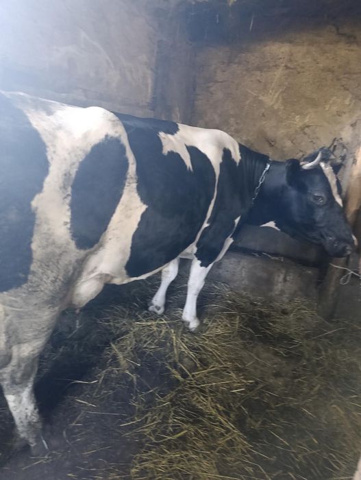 Продам корову на вибір