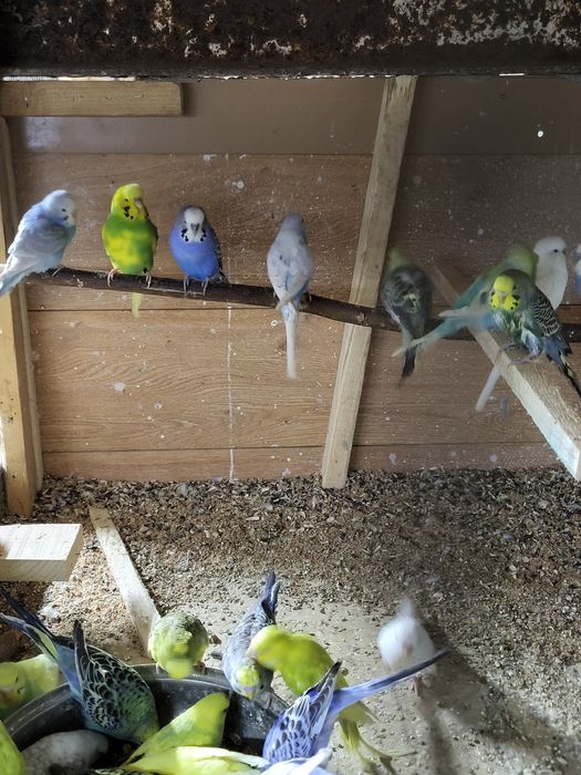 Papugi faliste I nimfy