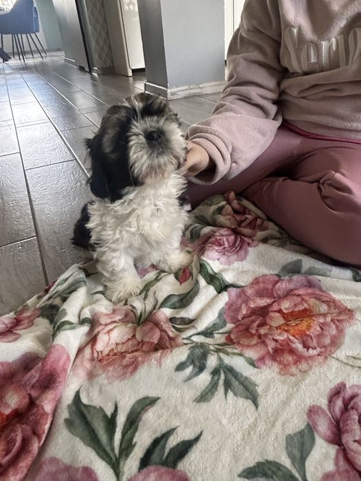 Leo- uroczy piesek shih tzu
