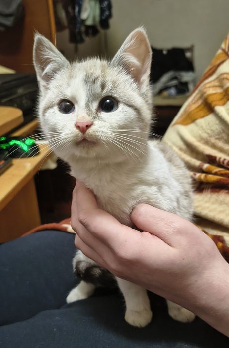 Віддам лагідне кошеня з блакитними очима