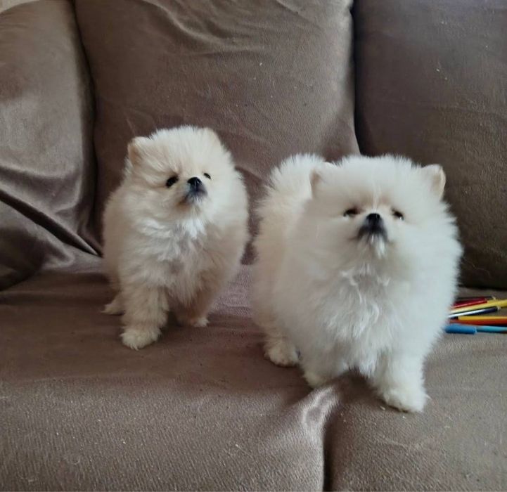 померанські шпіци готові до переїзду в нову люблячу сімʼю!