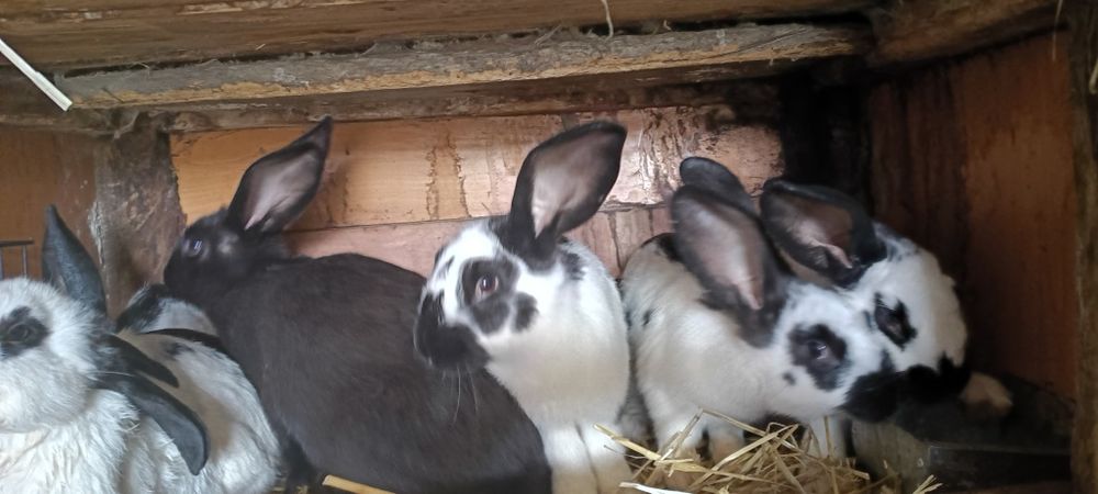 Królik samce 3  miesięczne