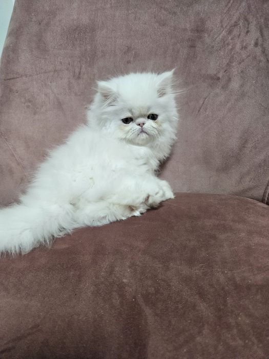 Kocurek perski, kot perski