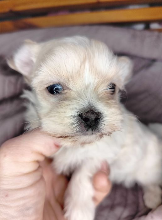 Yorkshire Terrier, xxs, Golddust, piesek