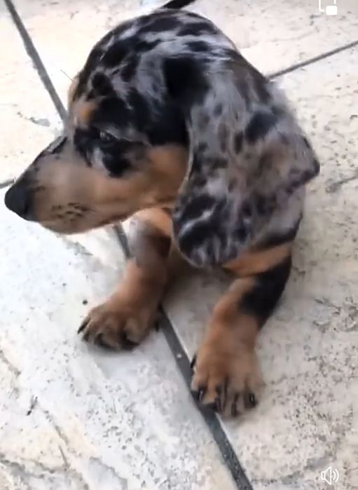 Мраморні таксята з доставкою в Польщу.