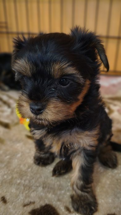 York Yorkshire terrier yorczek