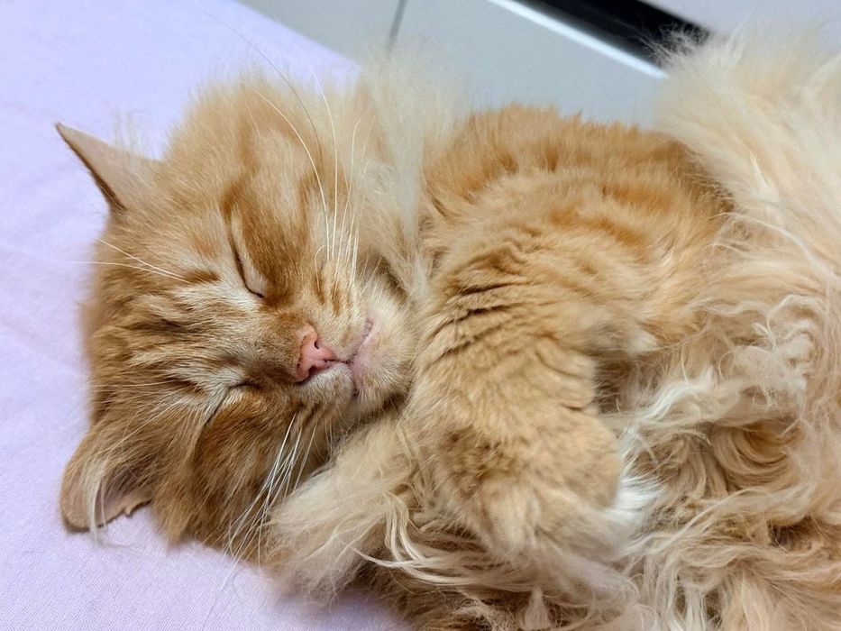 Котик шукає сімью