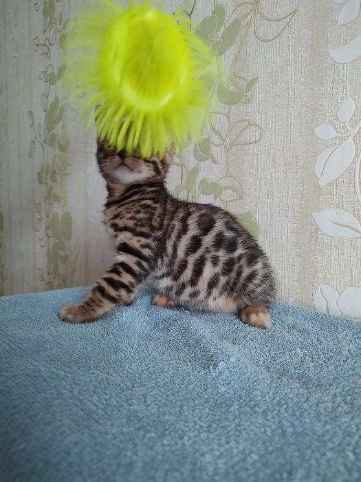 Тварини , кошенята Бенгальської клубної кішки