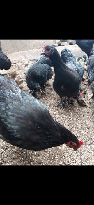 Pintos, e frangos (pitos) de raça Australorp Negra