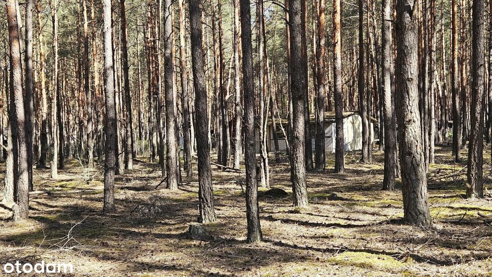 Działka budowlano - leśna Ponikła gm. Poświętne!!