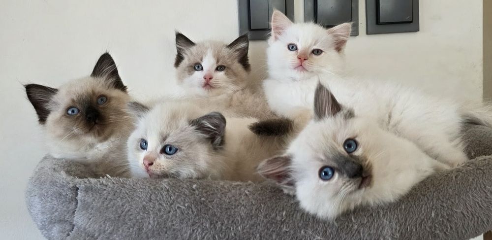 Ragdoll piękne Ragdoll