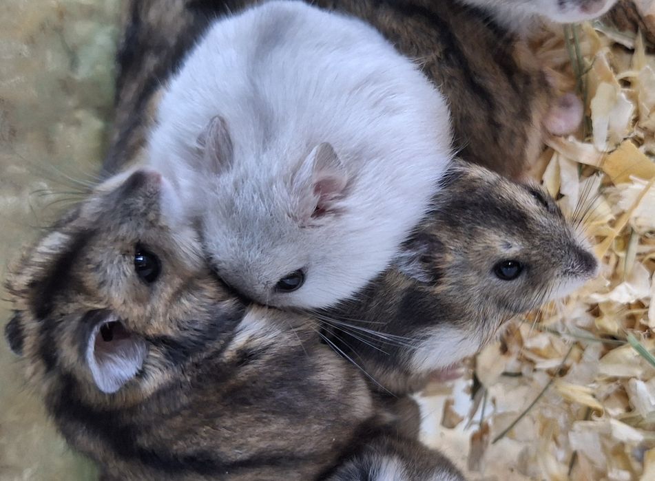 Chomki dżungarski samiczki.