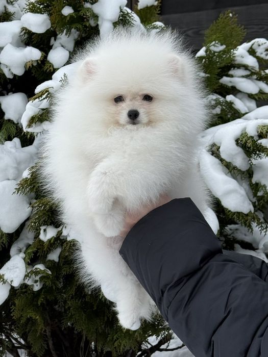 Хлопчик померанського шпіца