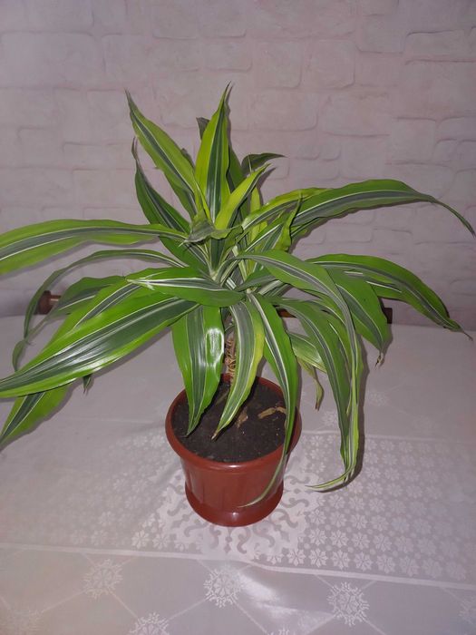 Драцена Лайм кімнатна рослина