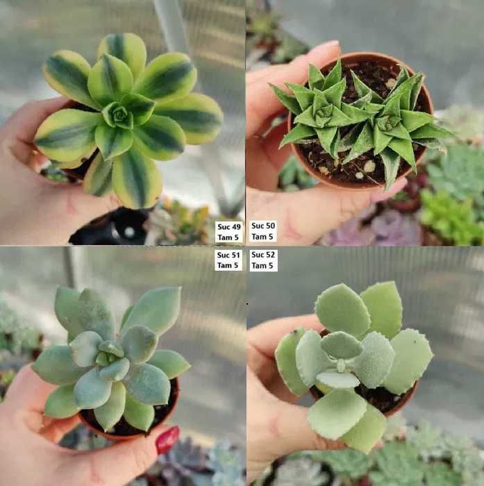 Suculentas Variadas: echeverias, cristatas, aeoniums, variegatas