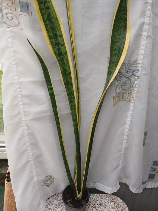 Сансевьерия Лаурети