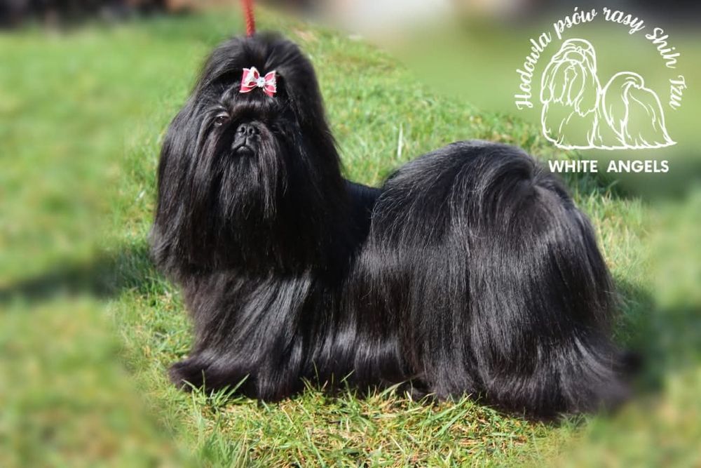 Szczeniaczek Shih Tzu