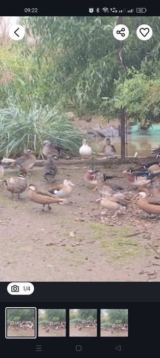 Cyraneczki czerwonoramienne kaczki