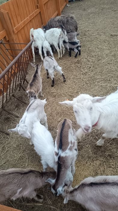 Kozy ,koziołki,kozły, młode