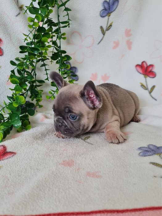 Excelente menina blue fawn Bulldog/Bouledogue Frances de Qualidade