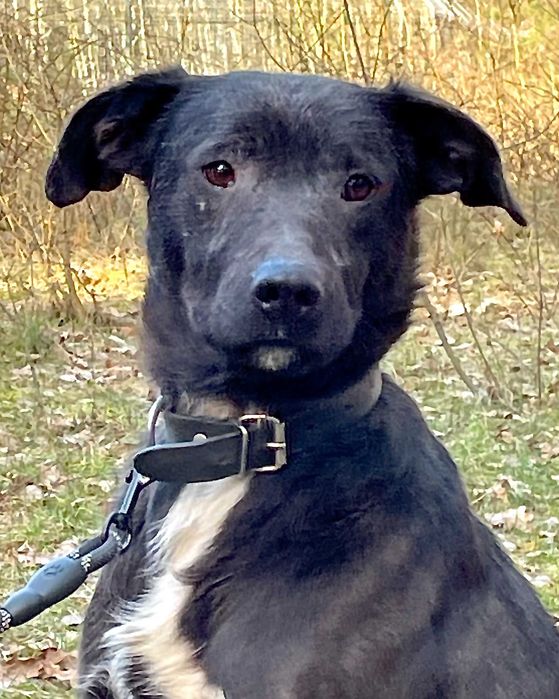 SOŁTYS - 1,5roczny psiak jeszcze nie zaznał dobra