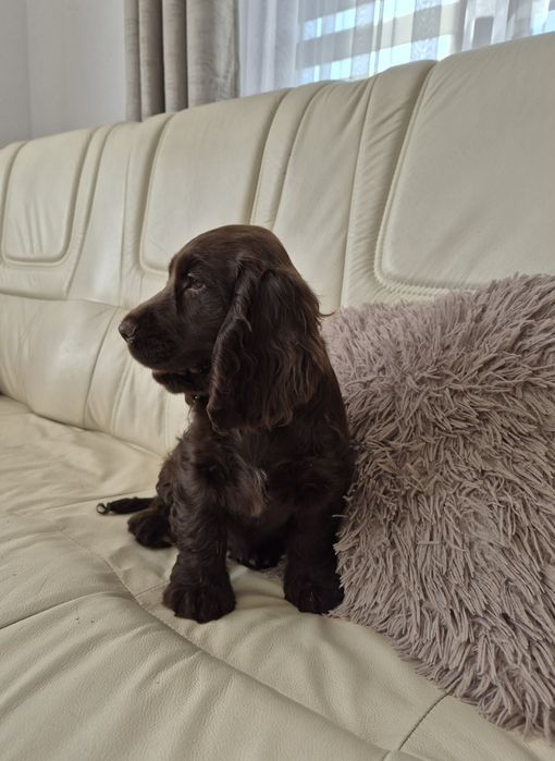 Cocker Spaniel Angielski