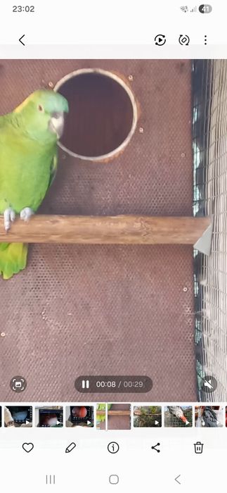 Casal de Auropalliata