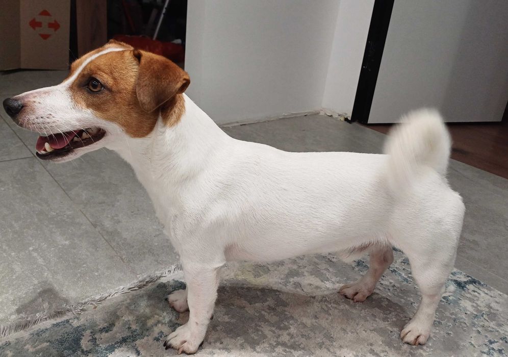 В'язка - Шукаємо дівчинку для породистого красунчика джек расел тер'єр