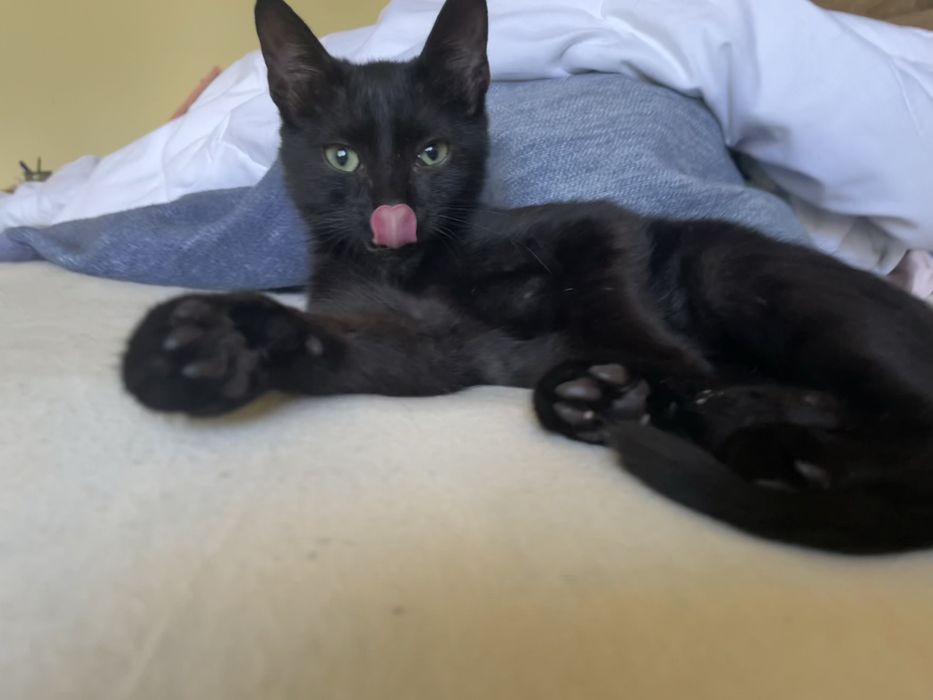 Кошеня хлопчик 4 місяці чорний звуть Котяра