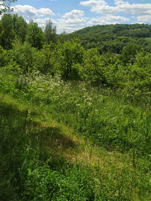 Miód naturalny wiosenny spadziowy
