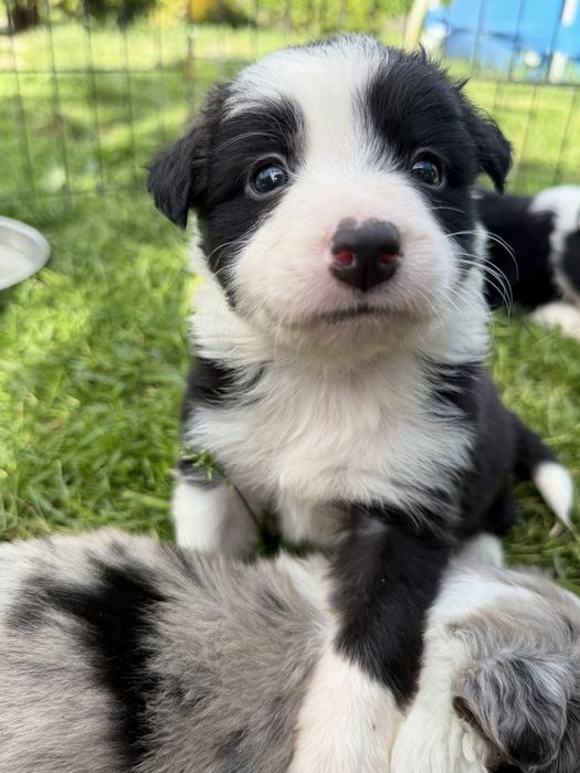 Piesek Border Collie