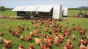 Продам курей! Доставка безкоштовна