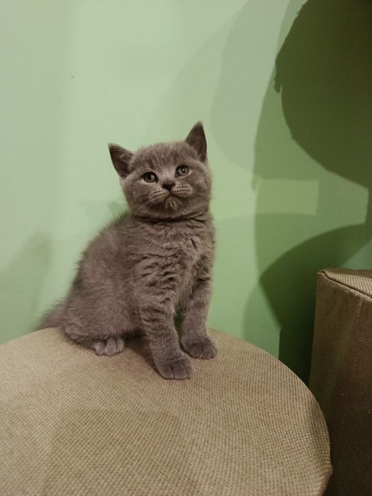 Скоттіш фолд, скоттіш страйт