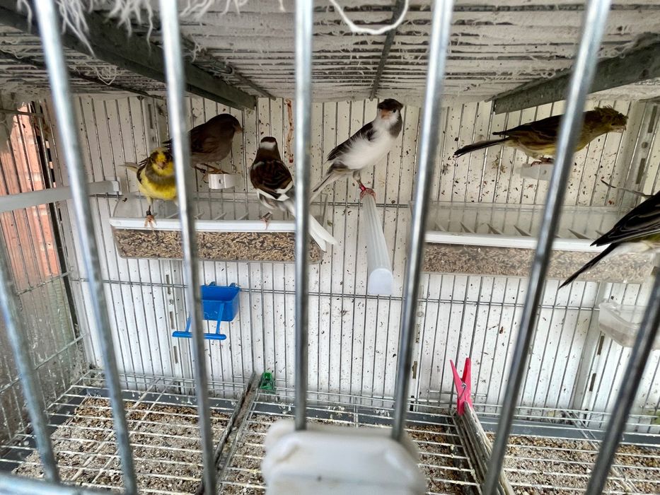 Canario timbrado español Foe, linha de concurso