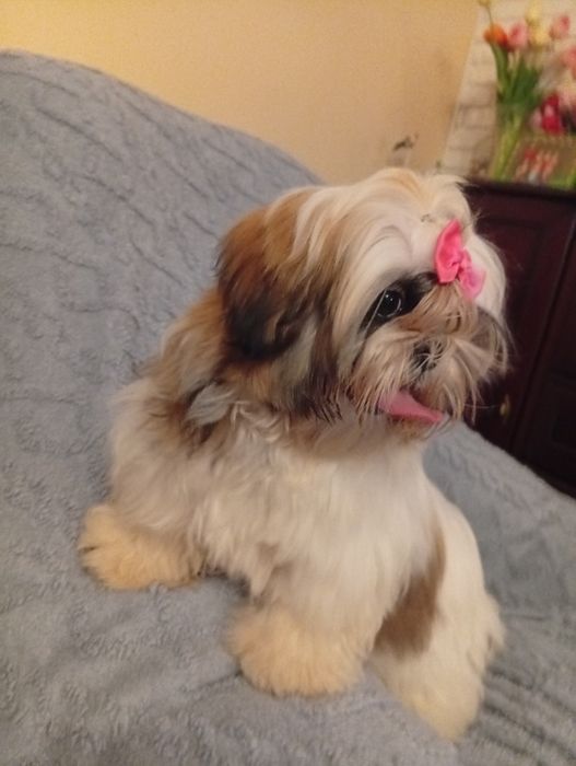 Shih tzu  sunia  śliczna