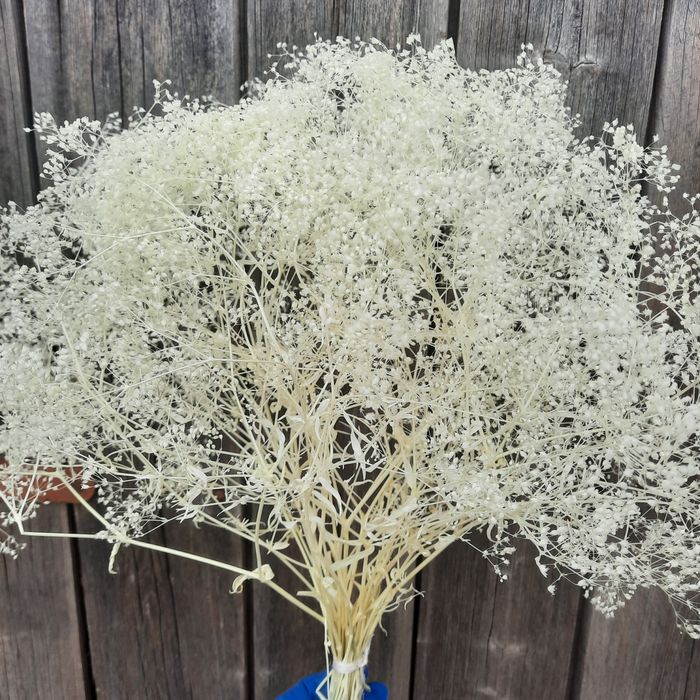 Гіпсофіла та сухоцвіти