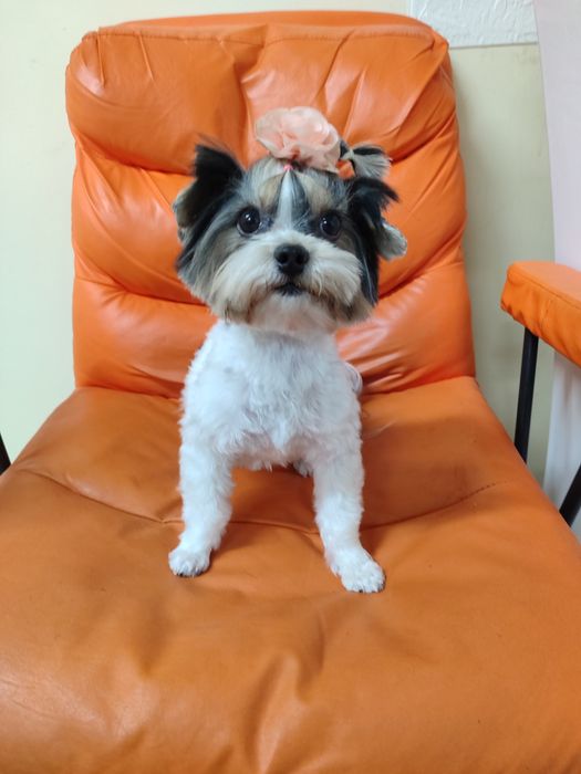 Бівер йорк.Йоркширський тер'єр міні дівчинка.