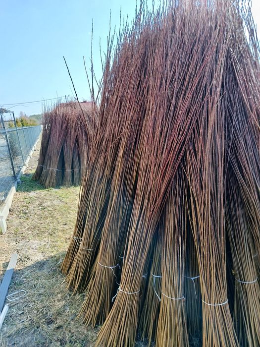 Wiklina zielona sortowana