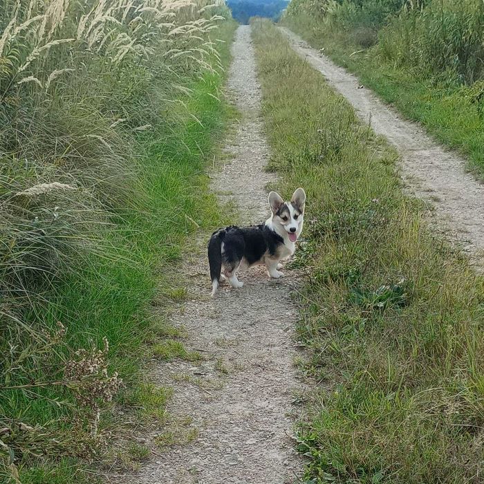 Welsh Corgi Pembroke piesek tricolor długi ogonek hodowla KAMA