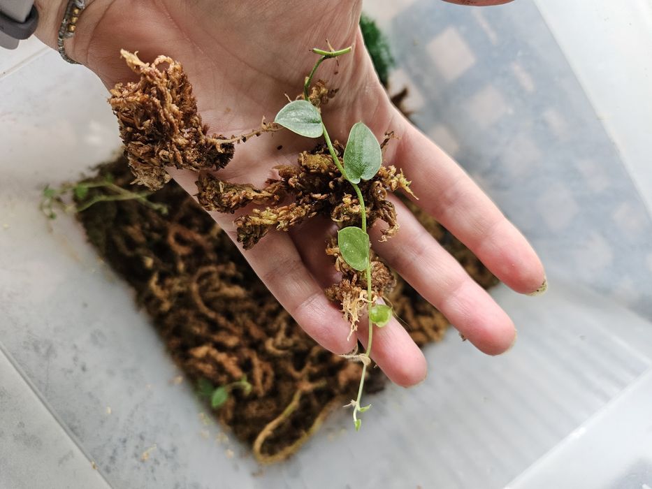 Monstera dubia ukorzeniona