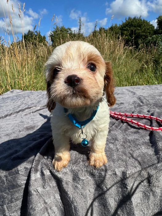 cavapoo szczeniak